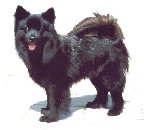 www.lapphund.se